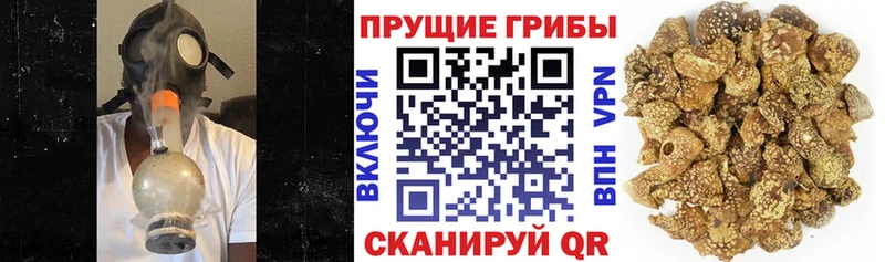 Псилоцибиновые грибы Psilocybine cubensis Нелидово